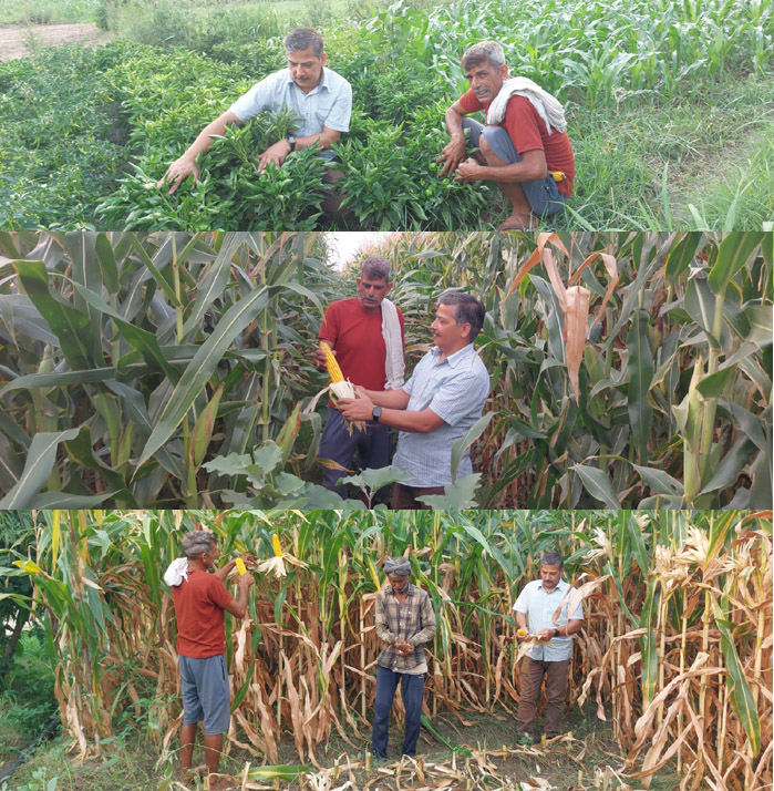 Raghuveer Singh of Lower Badhera is strengthening the economy through agriculture and animal husbandry